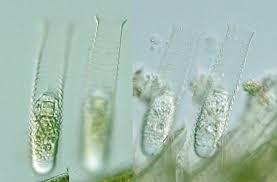 Image result for Isoglossa ciliata