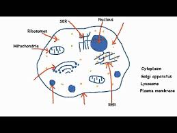 Major organs compu ibmdatamanagement co. 2 3 1 Draw And Label A Diagram Of The Ultrastructure Of A Liver Cell As An Example Of An Animal Cell Youtube
