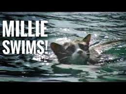 She has got bright green eyes and thick red hair. Who Says Cats Can T Swim Millie 01 Youtube