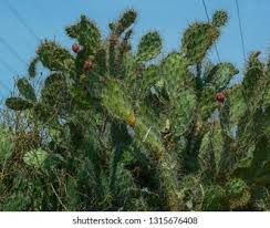 Wild Cactus Plant Summer Day Phan Stock Photo 1315676408
