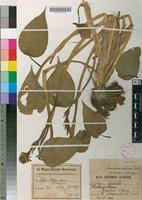 Image result for Monochoria africana