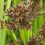 Image result for Cyperus latifolius