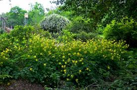 Maybe you would like to learn more about one of these? Texas Perennial Garden Top Ten Summer Perennials Lee Ann Torrans Gardening