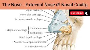 As the hardest part of the nasal cavity, the nasal bones protect these arteries and nerves from damage. Medial Wall Of Nasal Cavity Nasal Septum Bones Cartilages Blood Supply Nerve Supply Youtube