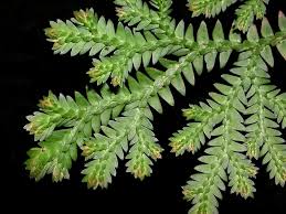 Image result for Selaginellaceae