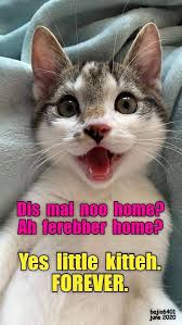 Top 25 Memes Of The Week Cheezburger Users Edition 150 Cat Memes Funny Cats Cats