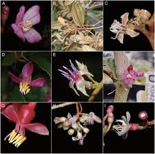 Image result for Warneckea sp.