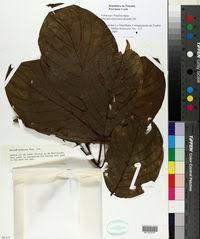 Image result for Mucuna glabrialata