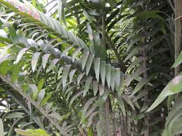 Image result for Encephalartos villosus