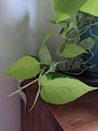 Question This Neon Pothos Vine I Found Growing Behind The Bookshelf Developed Some Variegation Will This Vine All Be Variegate Neon Pothos Plants Pothos Vine