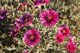 Image result for Asters `Jenny