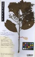 Image result for Maesa lanceolata
