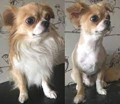 10 Best Long Haired Chihuahua Haircuts Page 2 Of 5 The Paws Long Haired Chihuahua Long Haired Chihuahua Puppies Dog Haircuts
