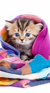 Pin By Dayris Arjona On Gatos In 2020 Cats And Kittens Cute Animals Kittens Cutest
