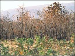 Image result for Andropogon pseudapricus