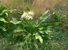 Image result for Crinum asiaticum