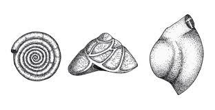 Zooplankton - Wikipedia
