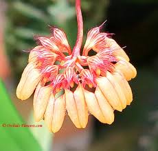 Image result for Bulbophyllum cochleatum