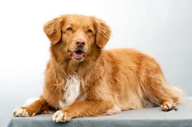 Learn more about the nova scotia duck tolling retriever breed and find out if this dog is the right fit for your home at petfinder! Novia Scotia Duck Tolling Retrievers Shedding Guide Houndgames