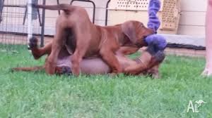 These pups will be pedigree registered and come with registration papers with the ankc through dogsnsw. Rhodesian Ridgeback Puppies For Sale In Abermain New South Wales Classified Australialisted Com