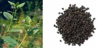 Image result for Psoralea