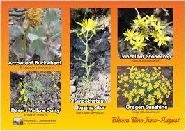 Support native bees by planting a variety of native flowering plants. Native Plants Weeds Friends And Neighbors Of Deschutes Canyon Area