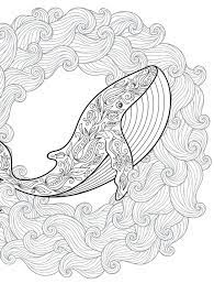 Black and white whale portrait of a beluga whale stock image. Pin On Adult Coloring