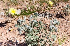 Image result for Tribulus zeyheri