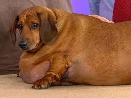Image result for Making my Dog Fat