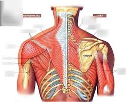 Back muscles diagram unlabeled notasdecafeco. Kin 100 Back Muscles Diagram Quizlet