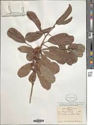 Image result for Manilkara koechlinii