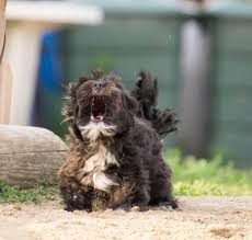 Um richtig handeln zu können, musst du zuerst die ursache für das ständige bellen deines hundes herausfinden. Hund Bellen Abgewohnen In 5 Einfachen Schritten Hund Bellen Abgewohnen Hund Bellt Bellen Abgewohnen