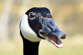 Bird That Sounds Like A Car Alarm Canada Canada Goose In 2020 Canada Goose Canadian Goose Goose