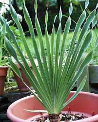 Image result for Boophone