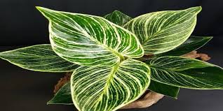 Bentuk serta warna yang unik yaitu gabungan warna hijau kuning serta merah merupakan daya darik dari dari tanaman yang satu ini. Aneka Jenis Tanaman Hias Philodendron Dengan Warna Daun Berbeda Beda
