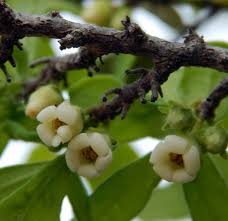 Image result for Diospyros virgata