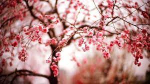 Cherry Blossom Free Desktop Wallpaper Cherry Blossom Wallpaper Spring Flowers Wallpaper Cherry Blossom