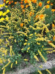 Check spelling or type a new query. Zone 6b Perennial
