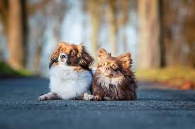 Man darf zur arbeit, zum arzt, zum einkauf und mit dem hund gassi gehen. Corona Mit Hunden Krise Oder Chance Zooroyal Magazin