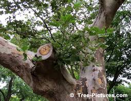Best 25 zacchaeus craft ideas on. Sycamore Tree Photos Pictures Images Facts On Platanus Occidentalis