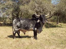 The Five Largest Cattle Species Cattle Farm Animals Cow