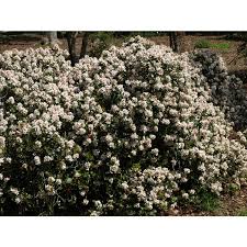 Image result for Hippocratea indica