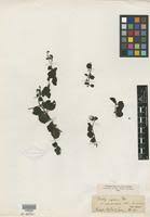 Image result for Diclis