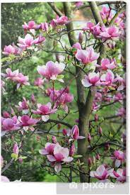 Alberi di ciliegio giapponese, fiori, primavera, ciliegia di fioritura giapponese, ciliegio ornamentale, ciliegio. Quadro Su Tela Magnolia Primavera Alberi In Fiore Pixers Viviamo Per Il Cambiamento