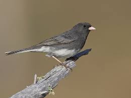 Black Bird With White Chest And White Tipped Tail Slate Colored Junco Junco Hyemalis Hyemalis Is Easily Recognized By Its Solid Gray Head Neck Back And Wings Contrasting With A Dark Eyes Bird Species Dark