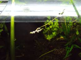 Aponogeton crispus will also survive moderate snail attacks,can tolerate a. My Aponogeton Bulb Sprouted Aquarium Plants Forum 126636