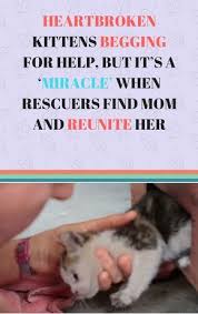 Heartbroken Kittens Begging For Help But It S A Miracle When Rescuers Find Mom And Reunite Her Cats And Kittens Stories Benadryl For Cats Cats And Cucumbers Kittens