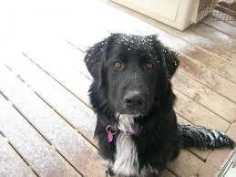 Pyrenees and black lab mix. Great White Pyrenees Lab Mix Novocom Top