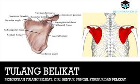 Maybe you would like to learn more about one of these? Pengertian Tulang Belikat Ciri Bentuk Fungsi Strukur