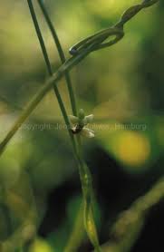 Image result for Cassytha pondoensis